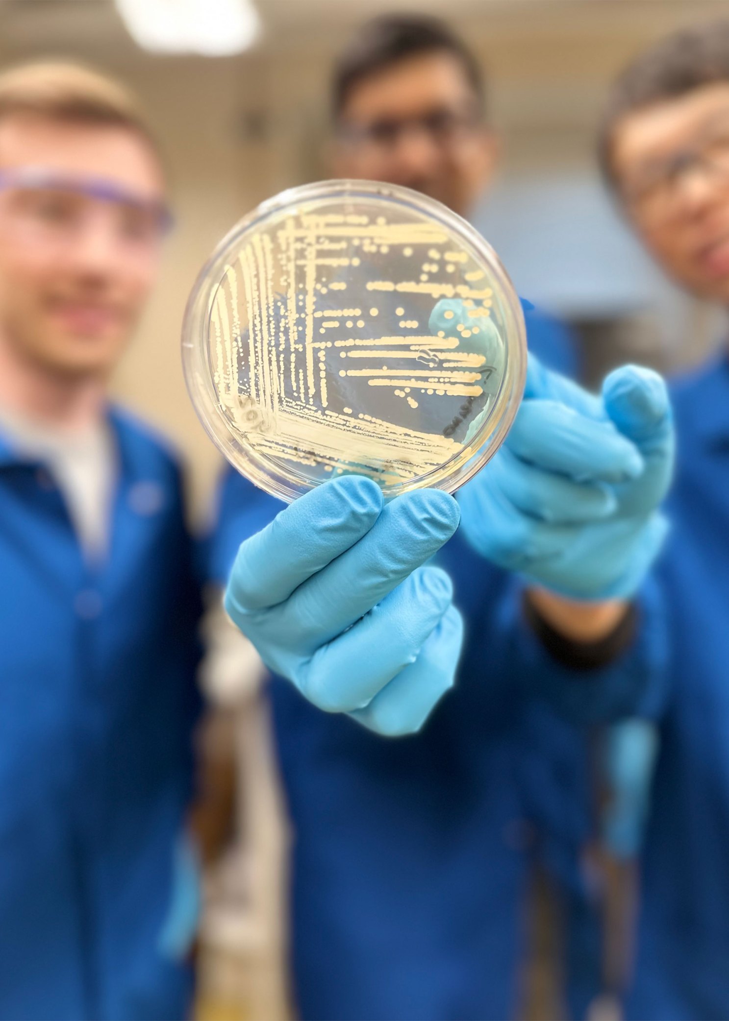 An agar plate containing colonies of Klebsiella pneumoniae bacteria.