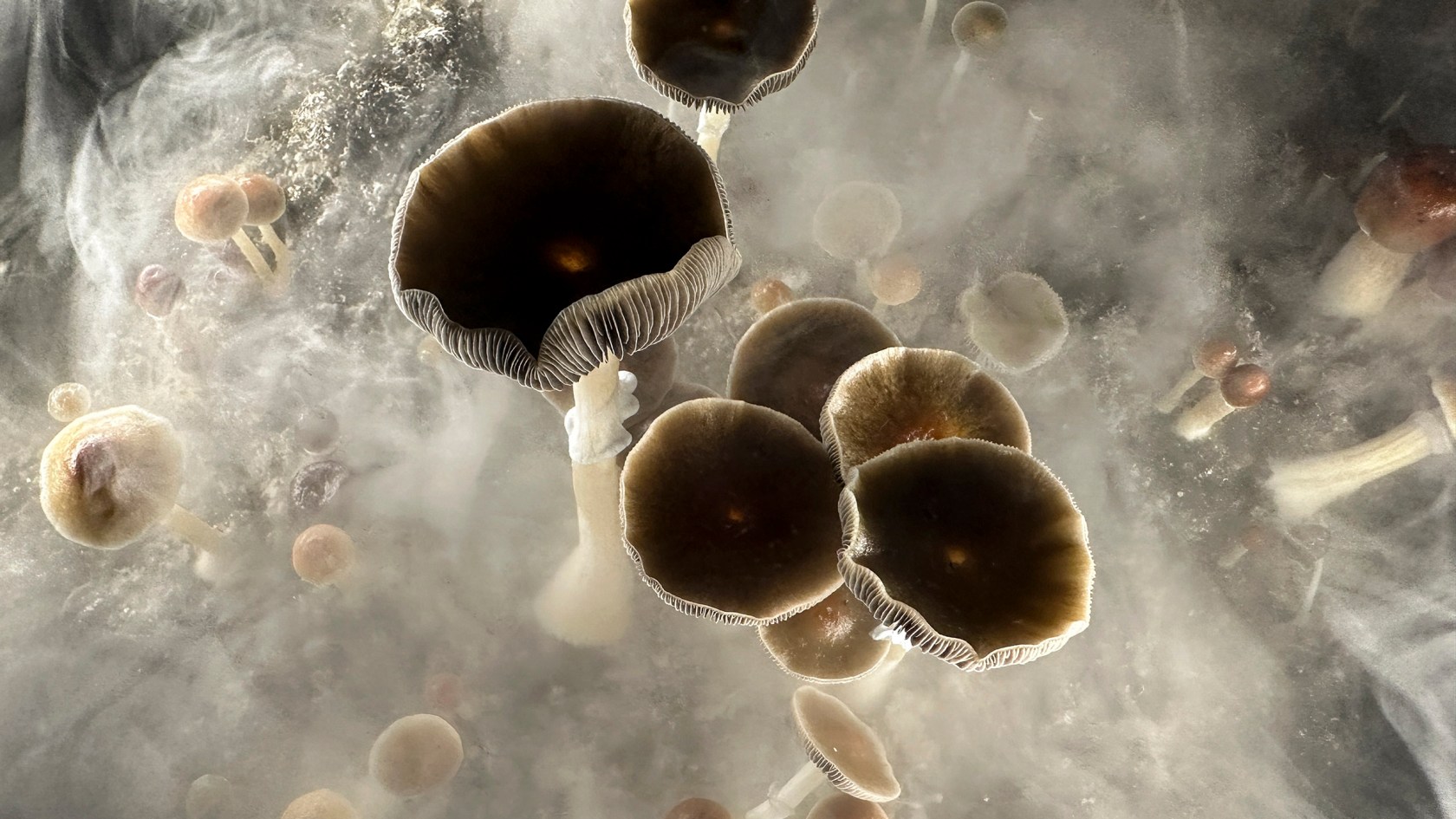 Psilocybin mushrooms.