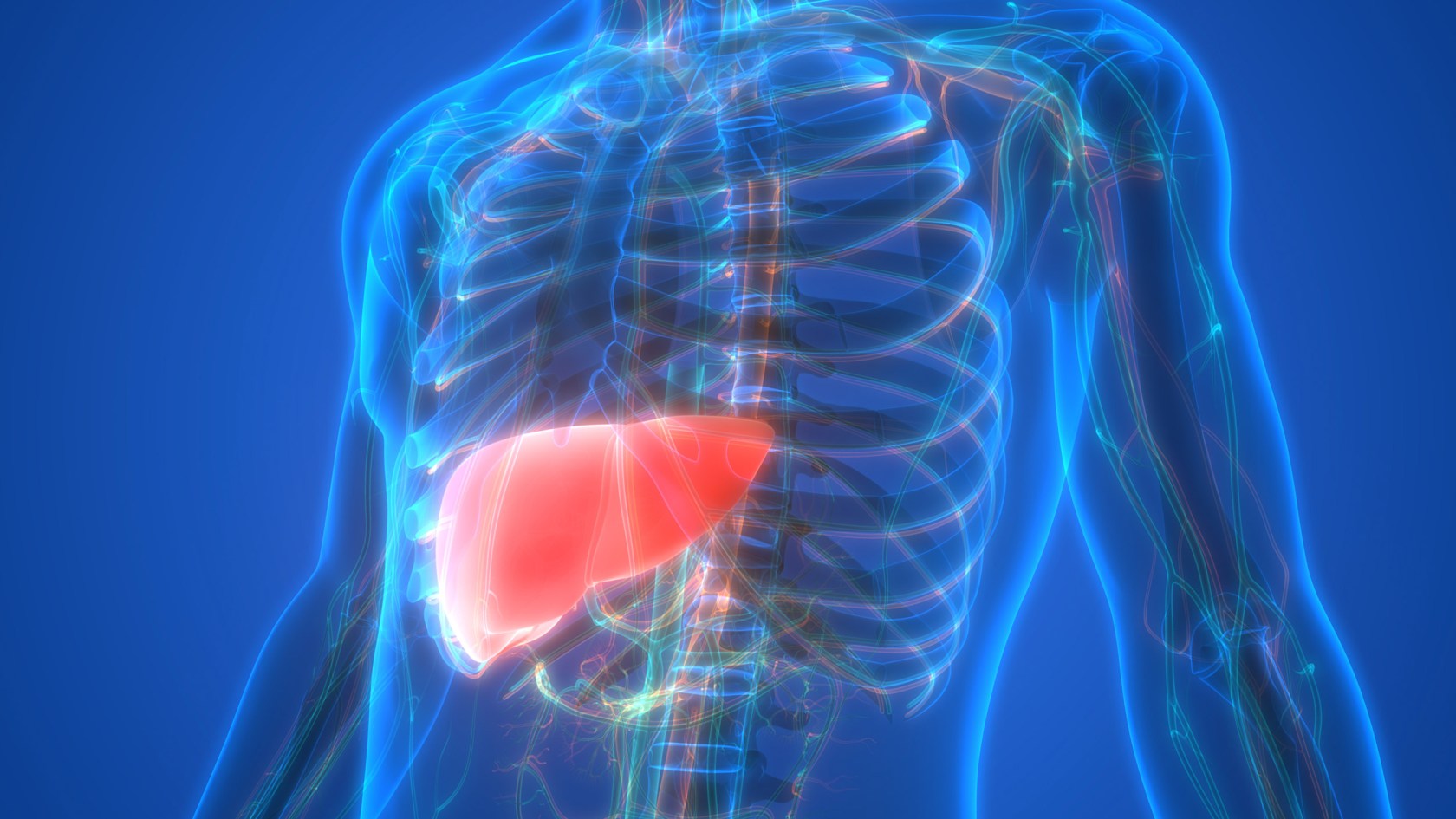 3D Illustration Concept of Human Liver 