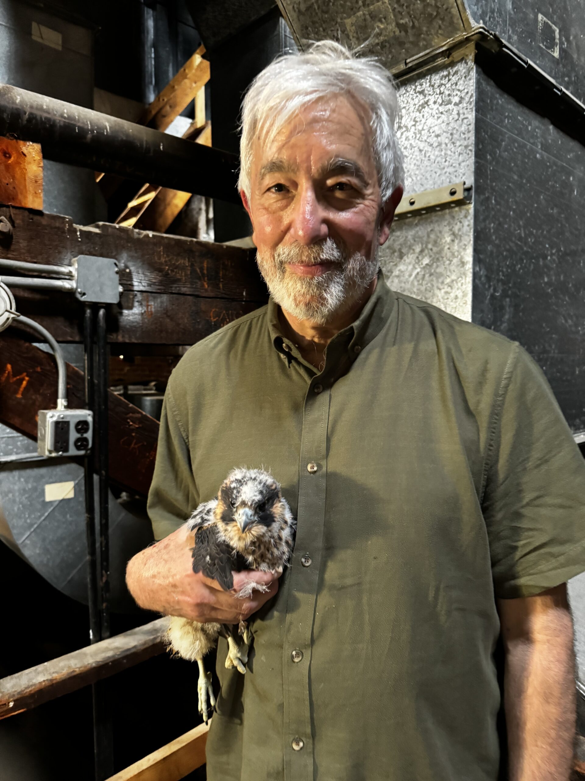 Brian Farrell holding a baby falcon