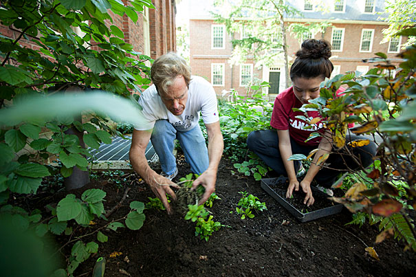 Digging the Yard work at Harvard — Harvard Gazette