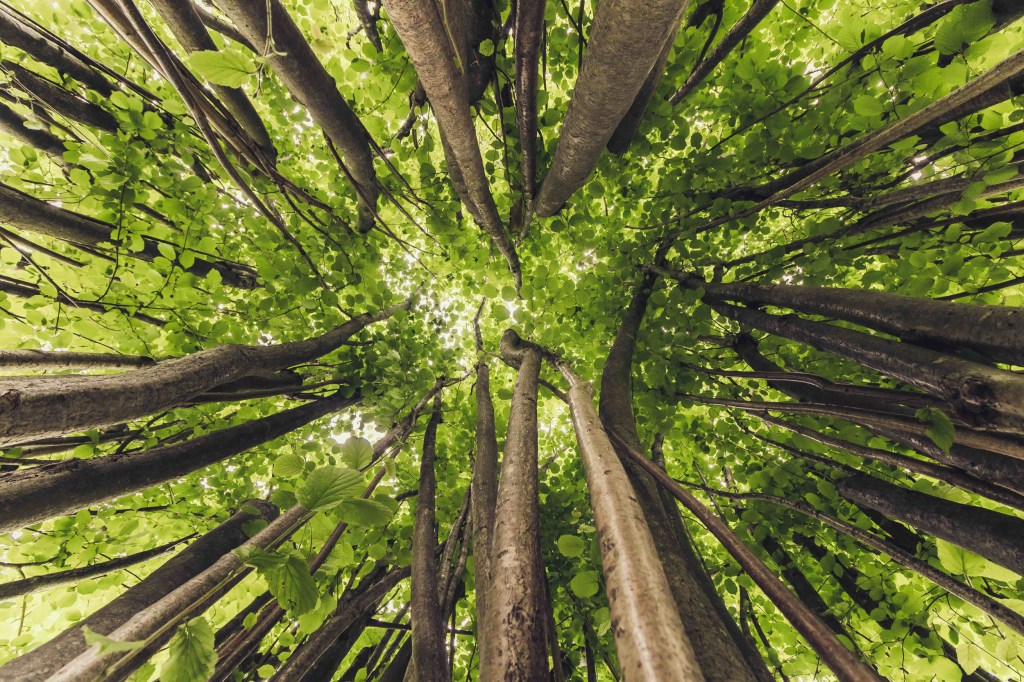 Canopy of trees, Arnold Arboretum.