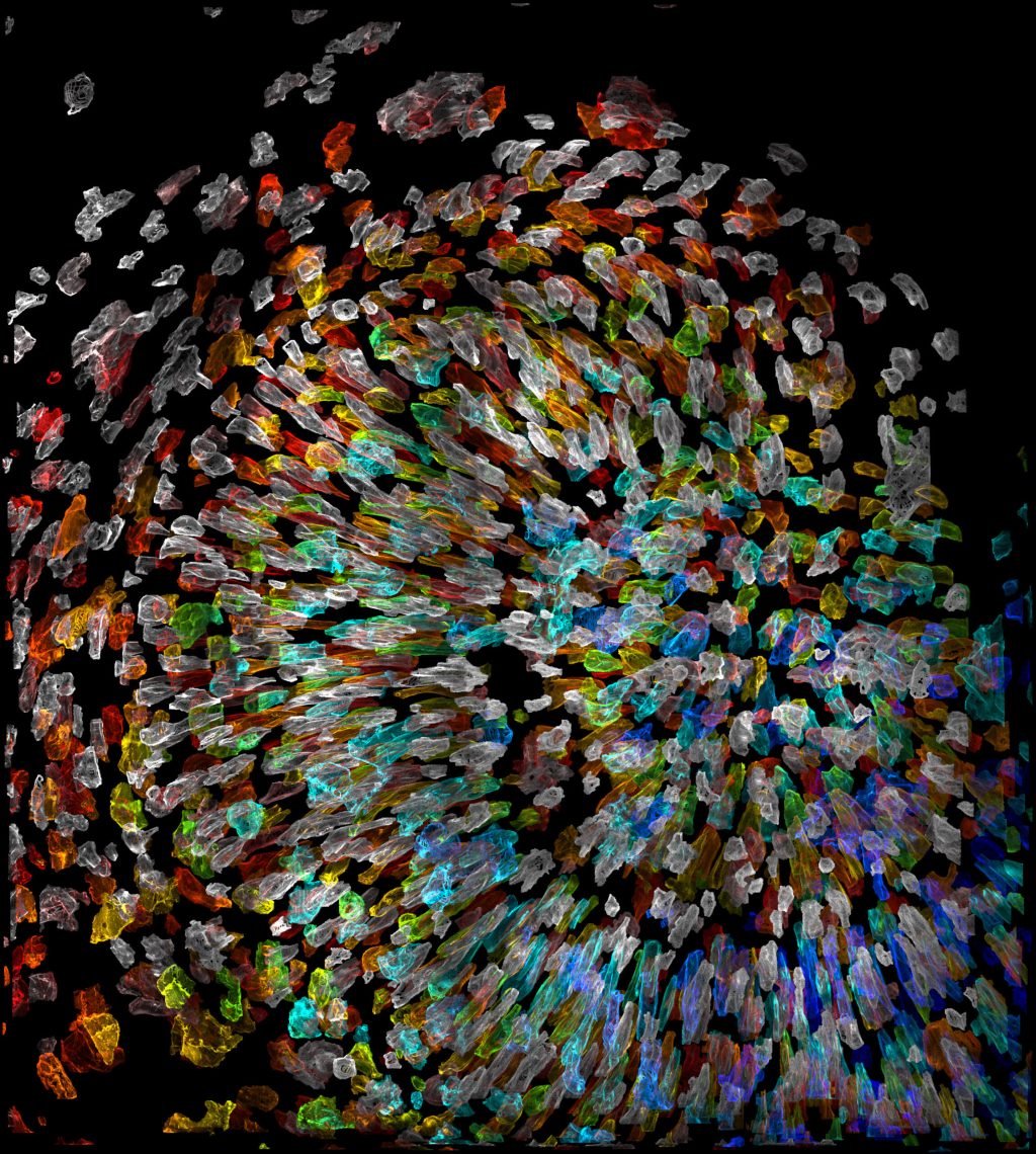 Cells of a zebrafish eye, computationally "exploded."