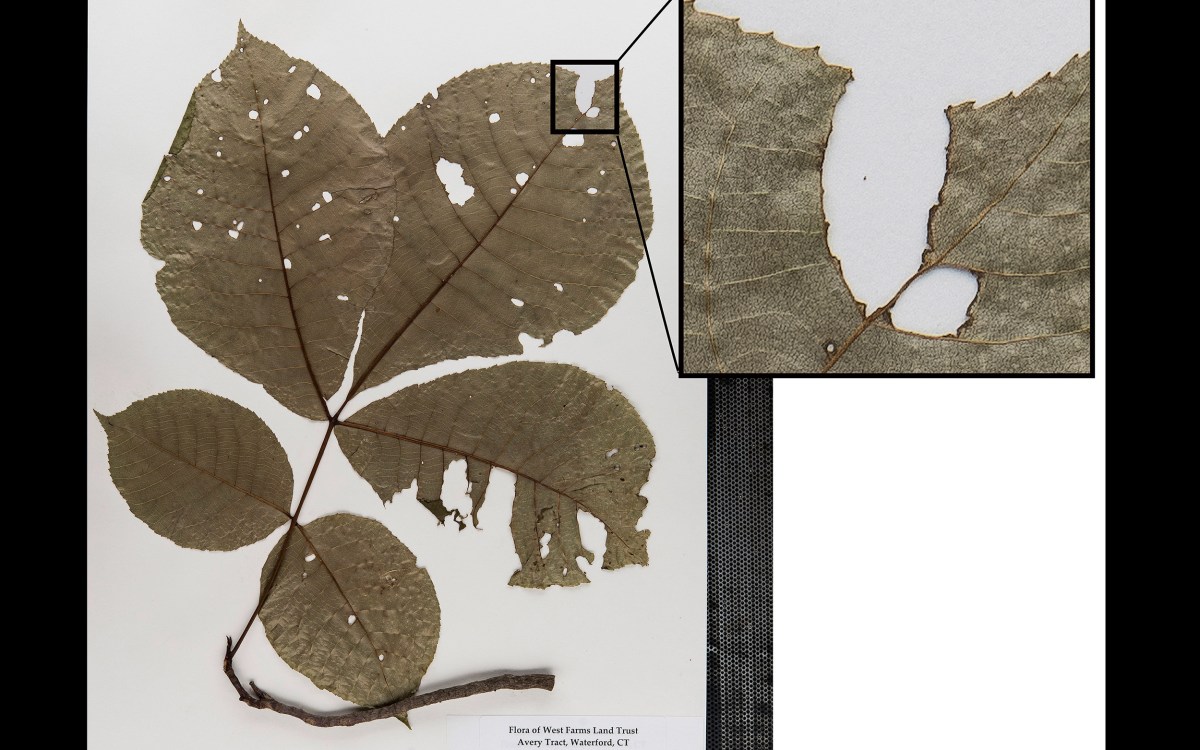 Herbarium specimen with insect damage.