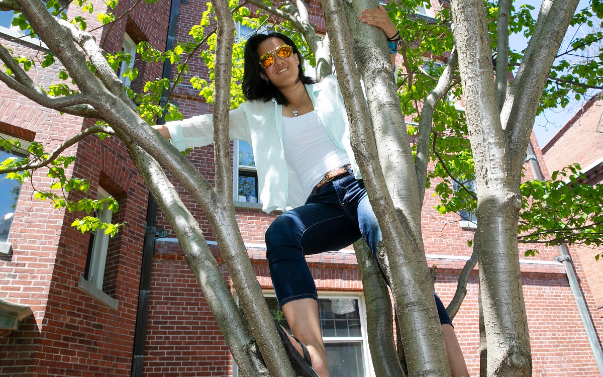 Roux in a tree