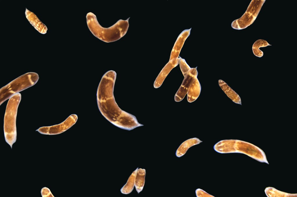 Three-banded panther worms.