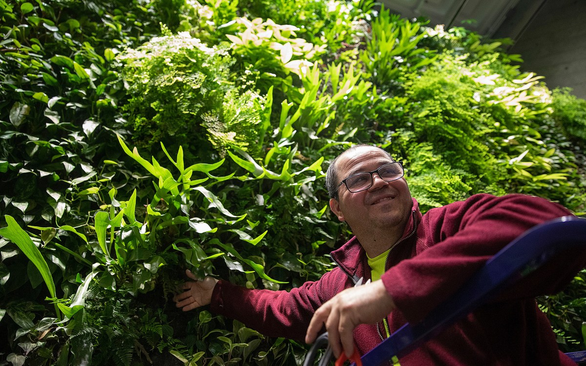 Tiago Pereira tending to the green wall