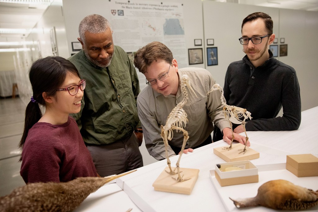 Researchers display skeletons of flightless birds.