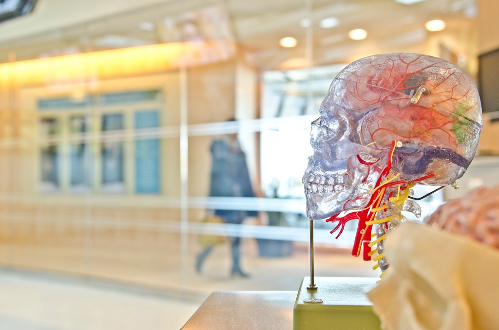 A transparent plastic model of a human skull