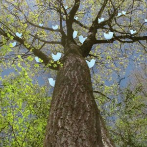 Tree branches with blue birds