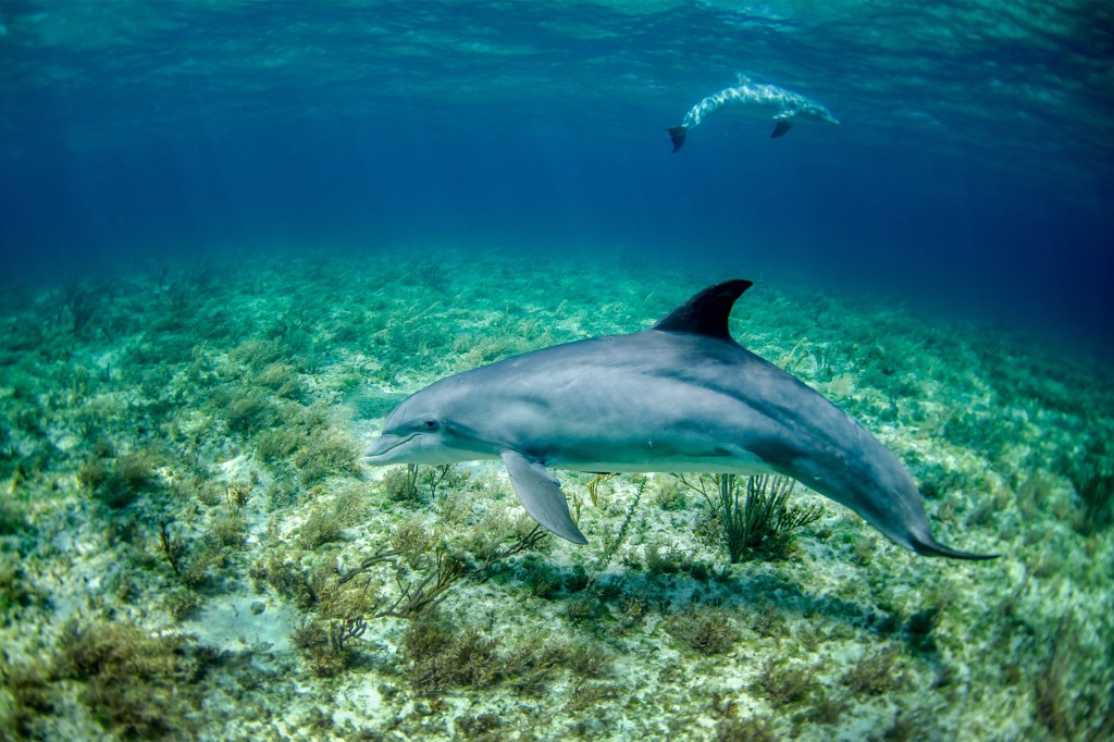 Dolphins swimming