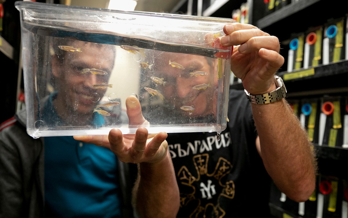 Researchers looking at zebrafish