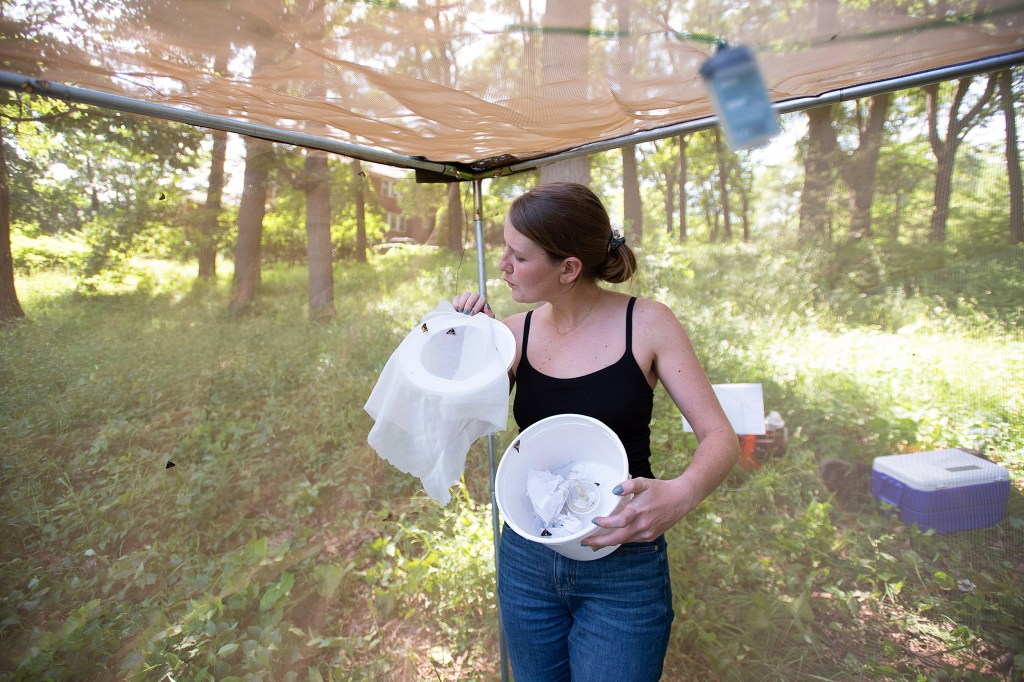 Releasing moths