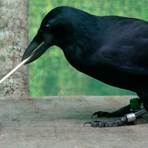 Crow with tool