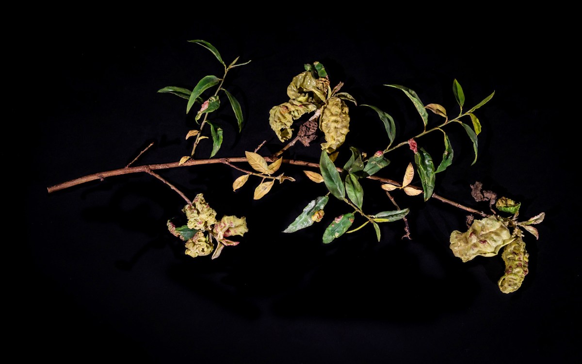 Glass fruit decaying peach curl