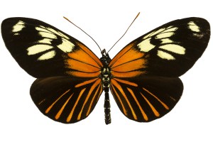 Heliconius xanthocles butterfly illustration with wings spread.