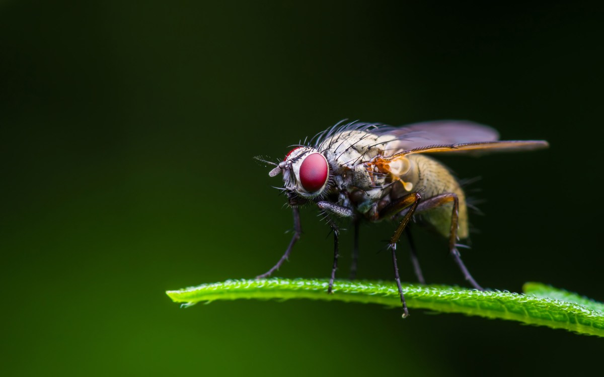 Fruit fly up close.