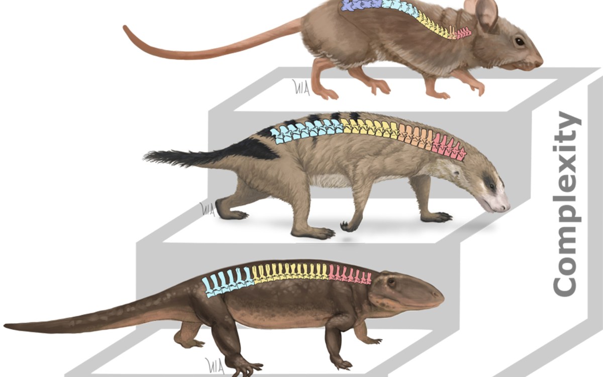 Graphic of spines in mammals.