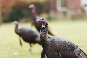 A wild turkey standing in the rain.