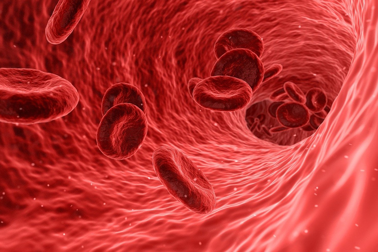 Blood cells.