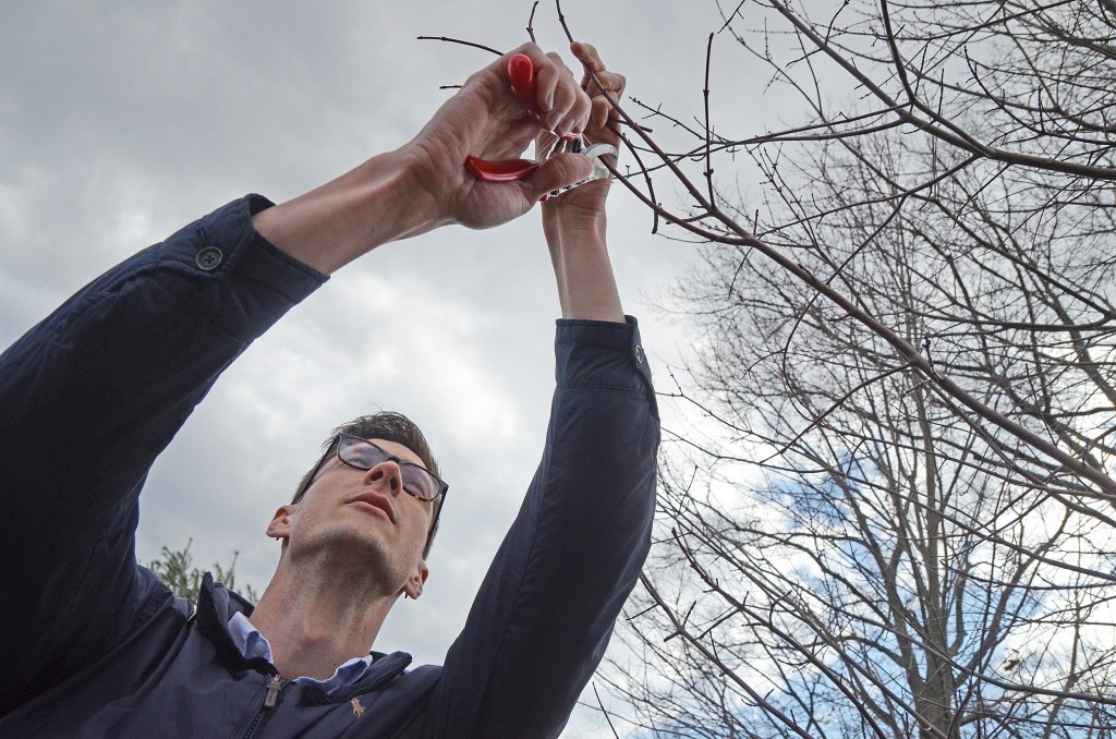 Collecting from red maple trees.