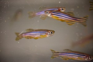 Zebrafish