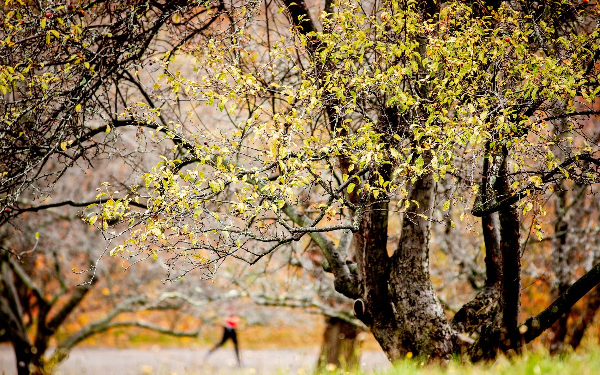 Arboretum.