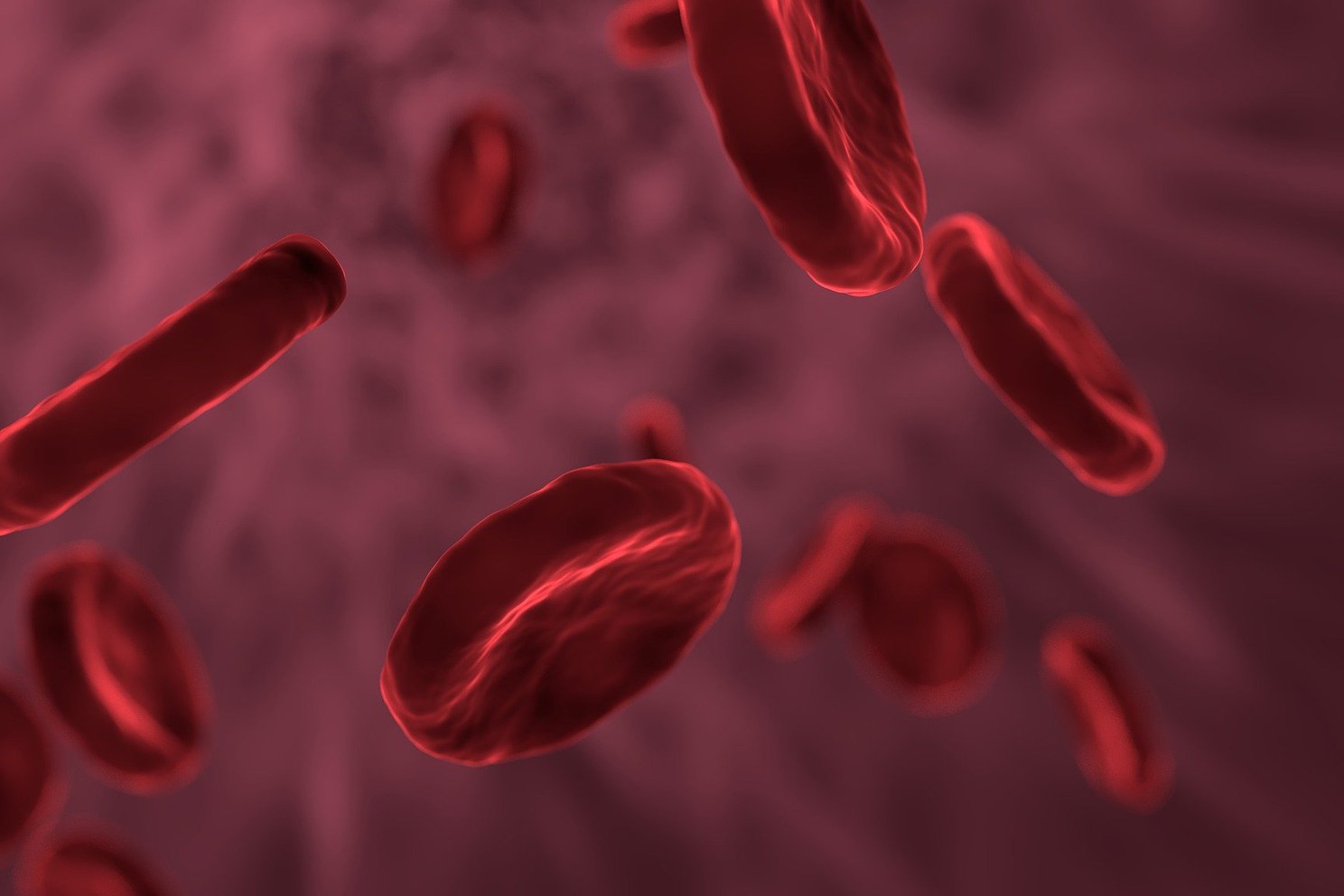 Red blood cells.