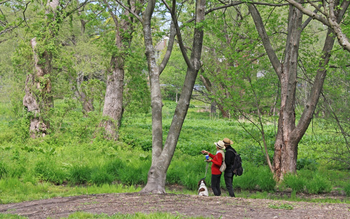 Visitors at Meadow Road in the Arnold Arboretum.