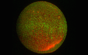 Spinal cord development.