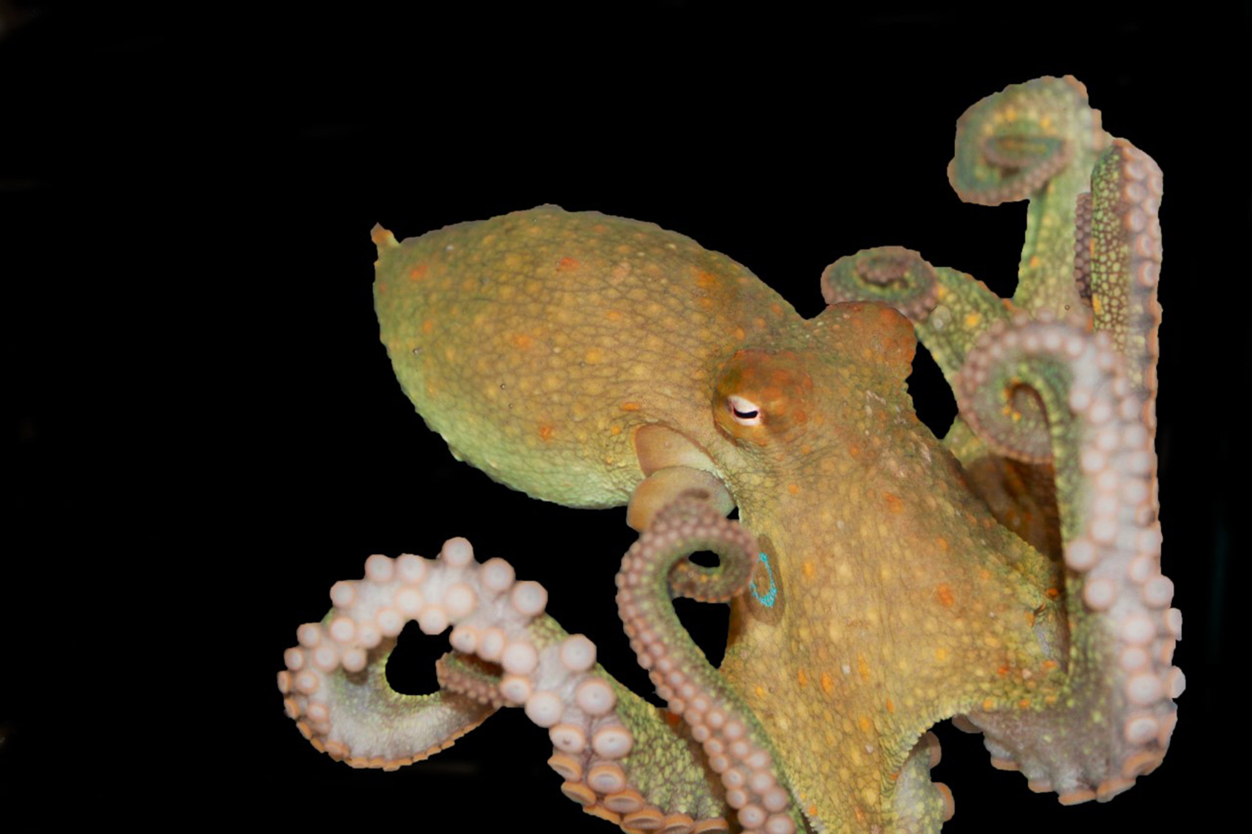 Octopus’ suction cups hold its taste and touch sensors — Harvard Gazette