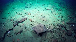 Virtual deepsea poster.