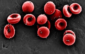 Red blood cells.