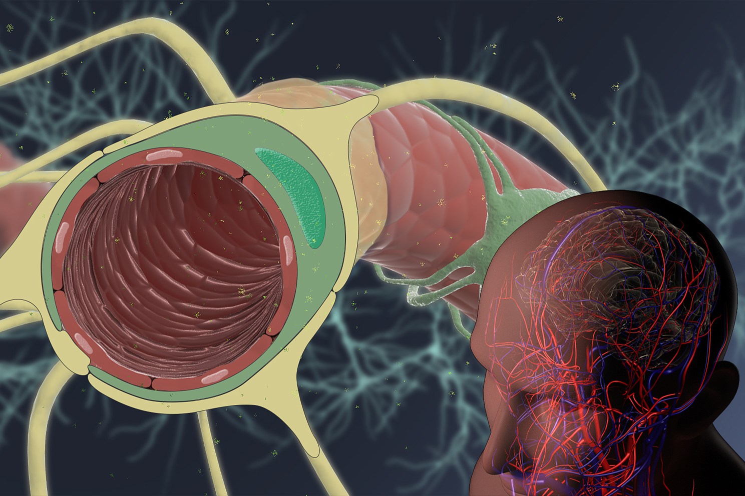 Illustration of brain.