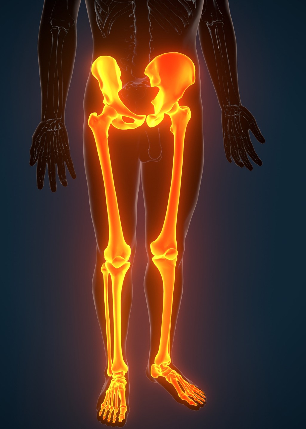 Hip and leg illustration.