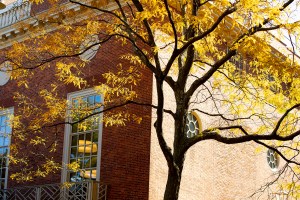 Autumn tree.