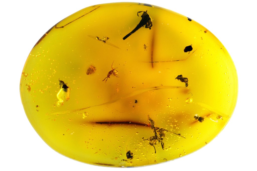 Amber specimen.