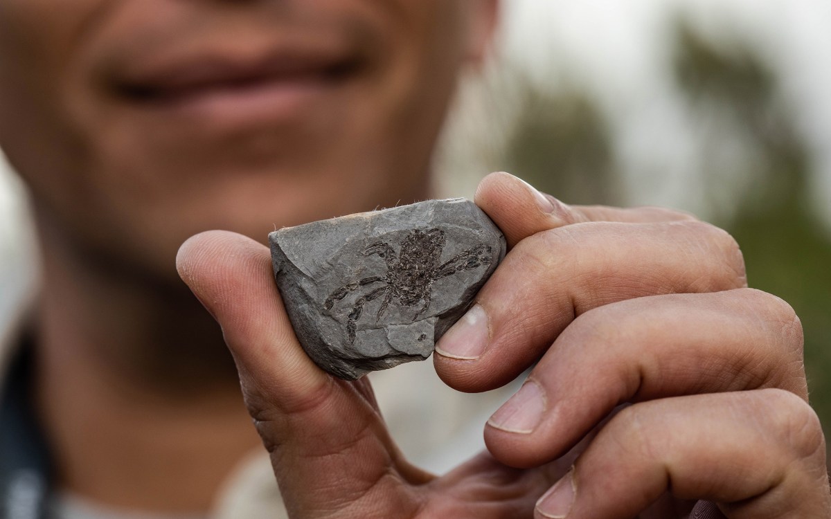 A fossil showing the oldest swimming crab from the dinosaur era.A fossil showing the oldest swimming crab.