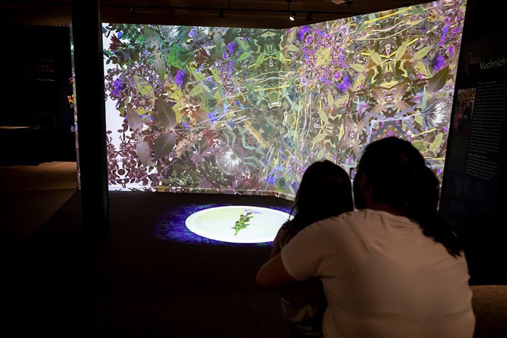 “In Search of Thoreau’s Flowers: An Exploration of Change and Loss,” exhibbition with screens and flora.