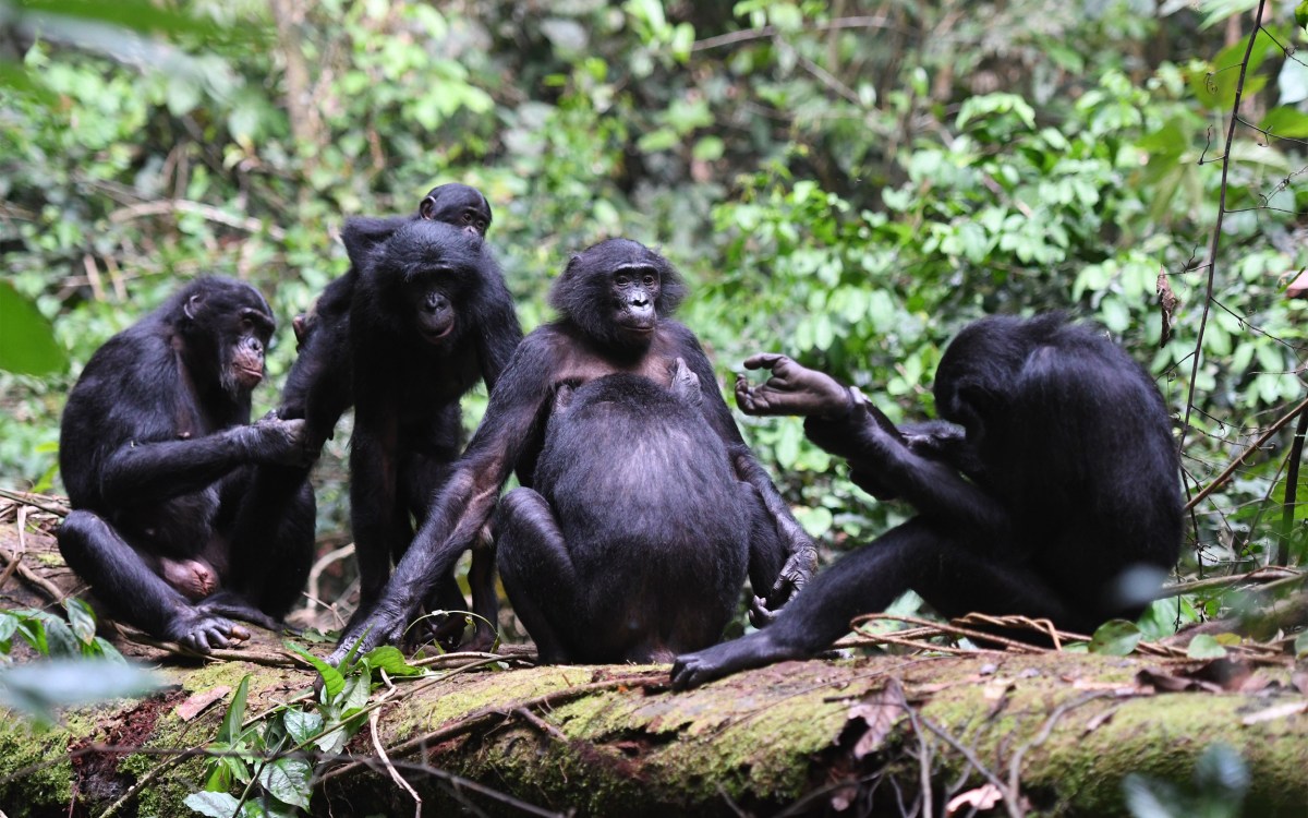 Bonobos grooming each other.