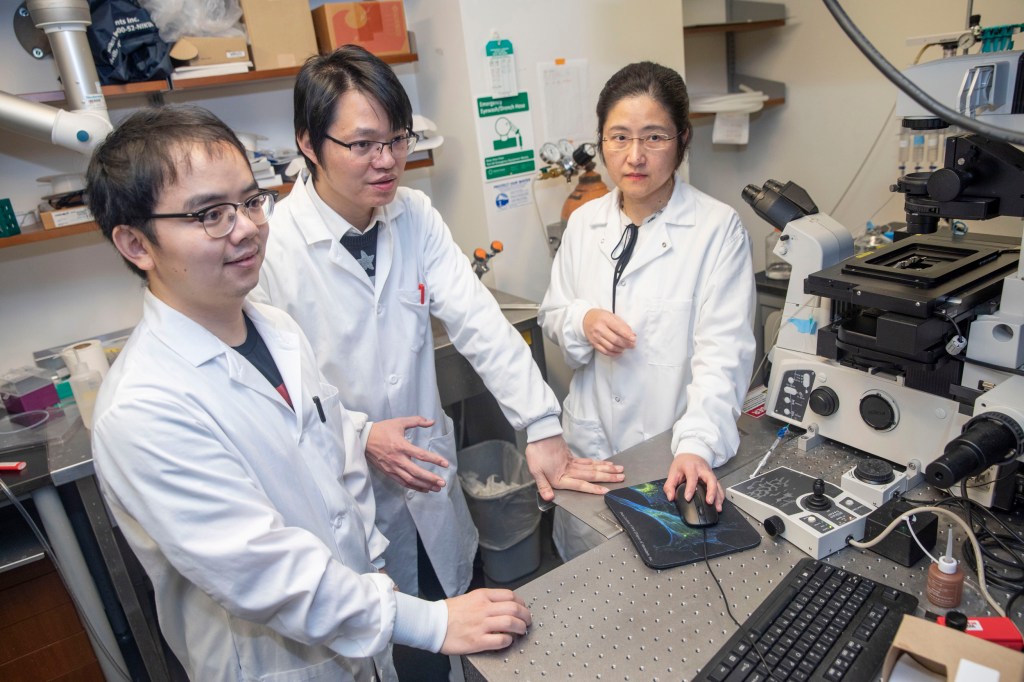 Taihong Wu (from left), Minghai Ge, and Professor Yun Zhang.