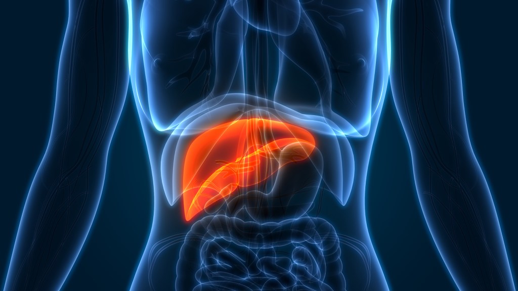 Anatomical illustration of a human liver.