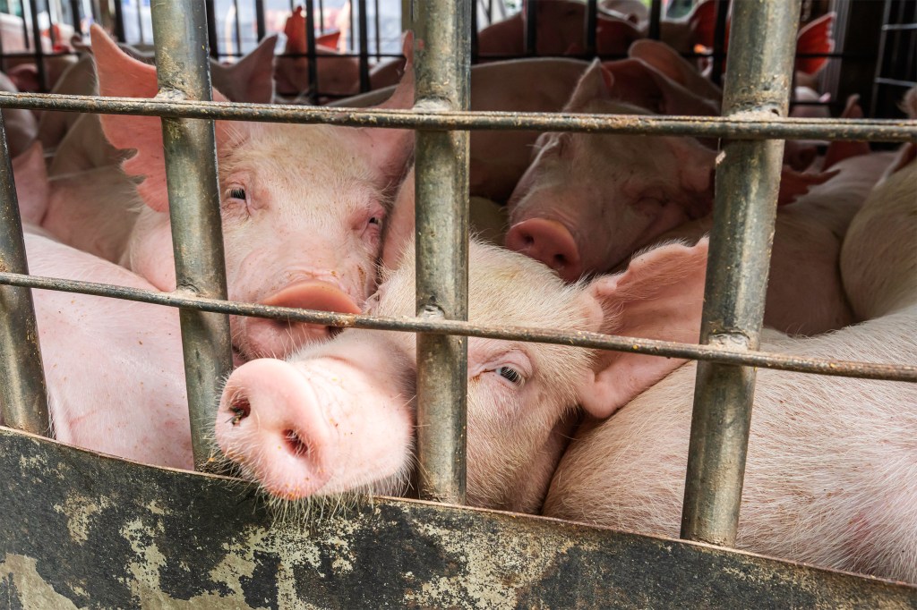 Pigs in a truck for transport to market.