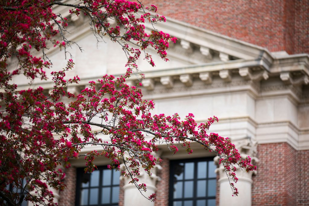 Trees flower outside Widener Library.