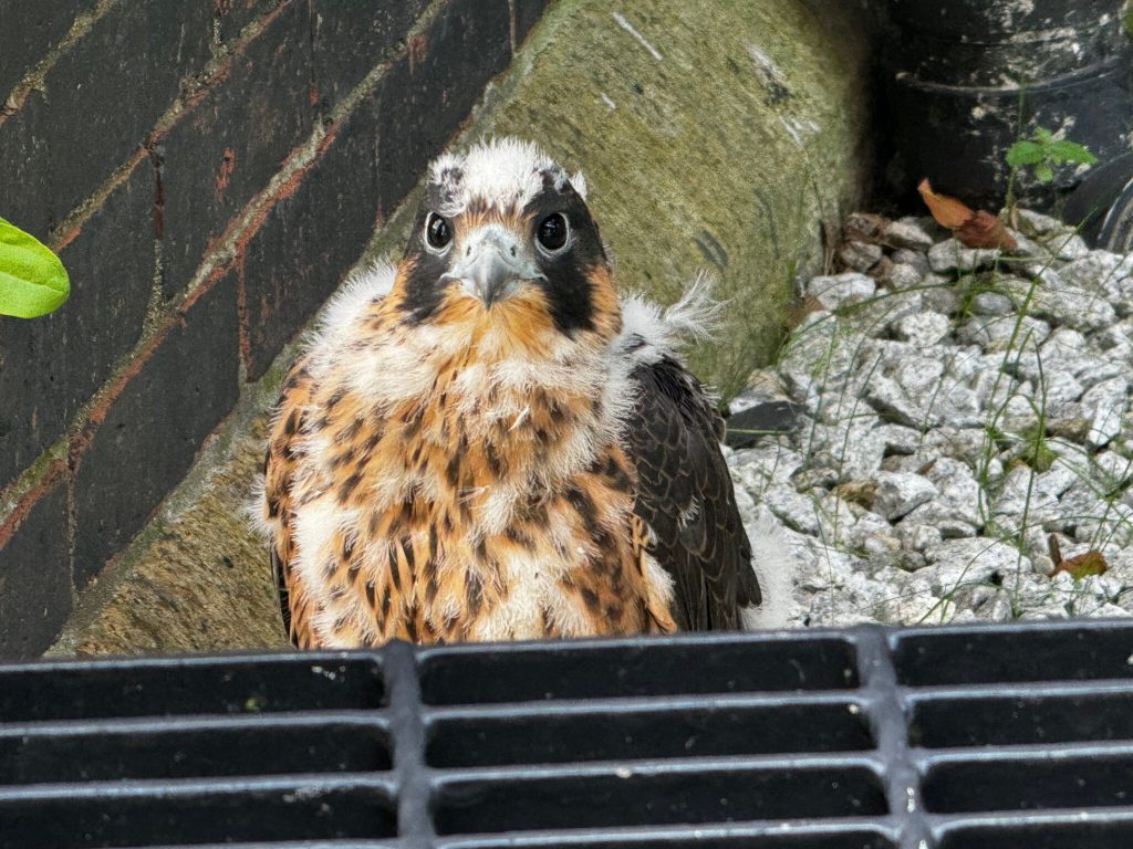 A baby falcon looking disheveled