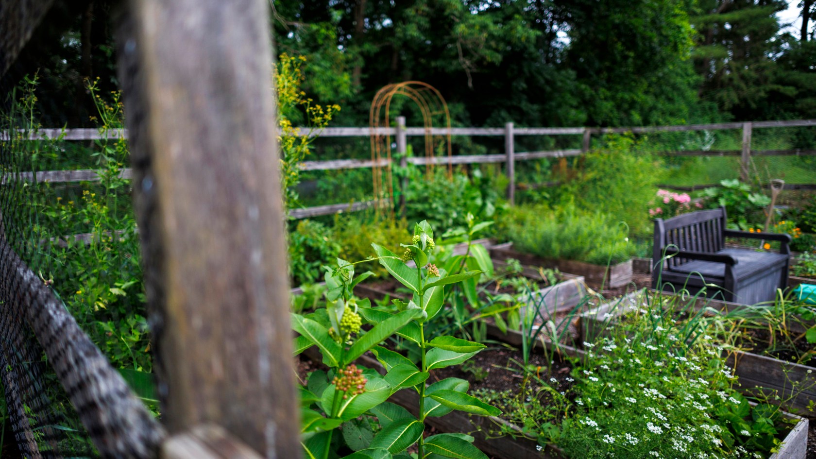 Jamaica Kincaid's home garden is pictured in North Bennington, Vermont.