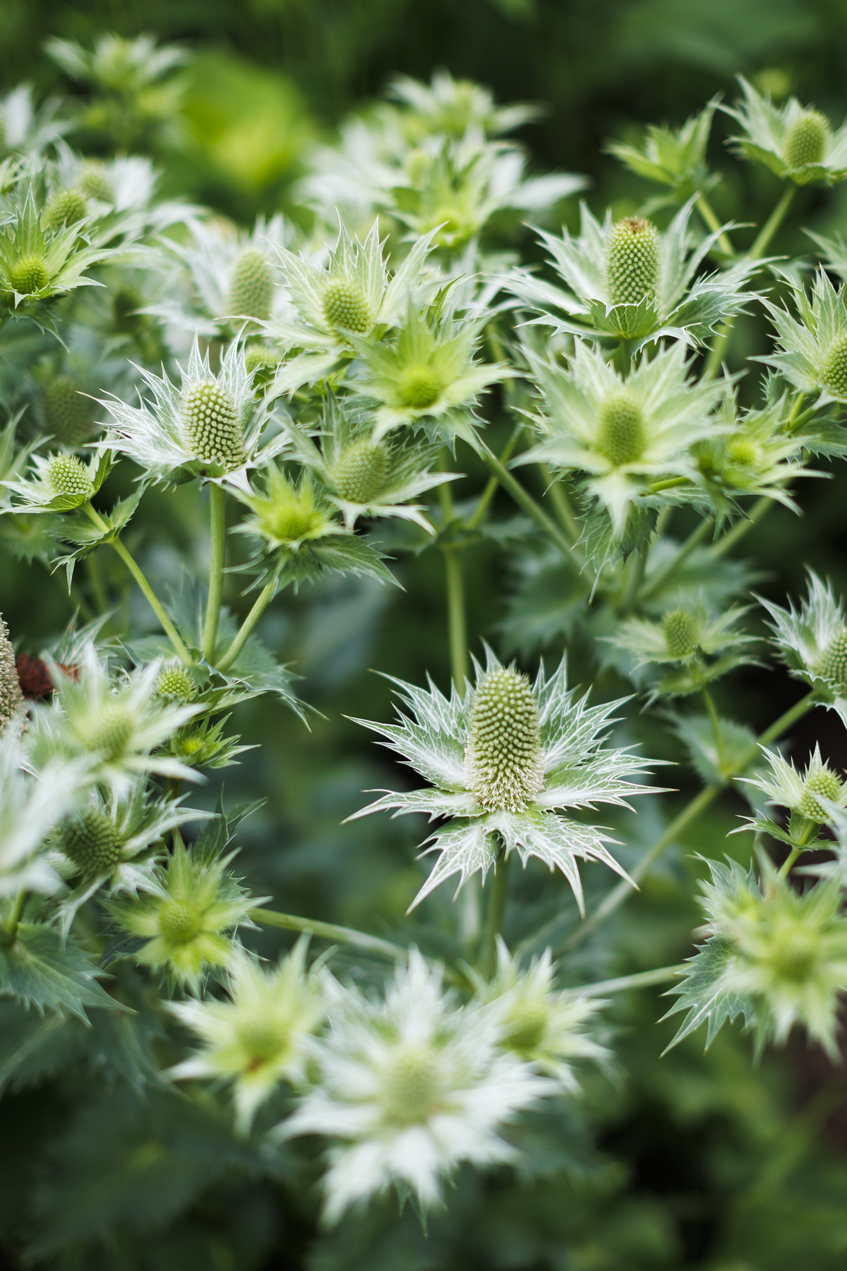 Up close of flower. 