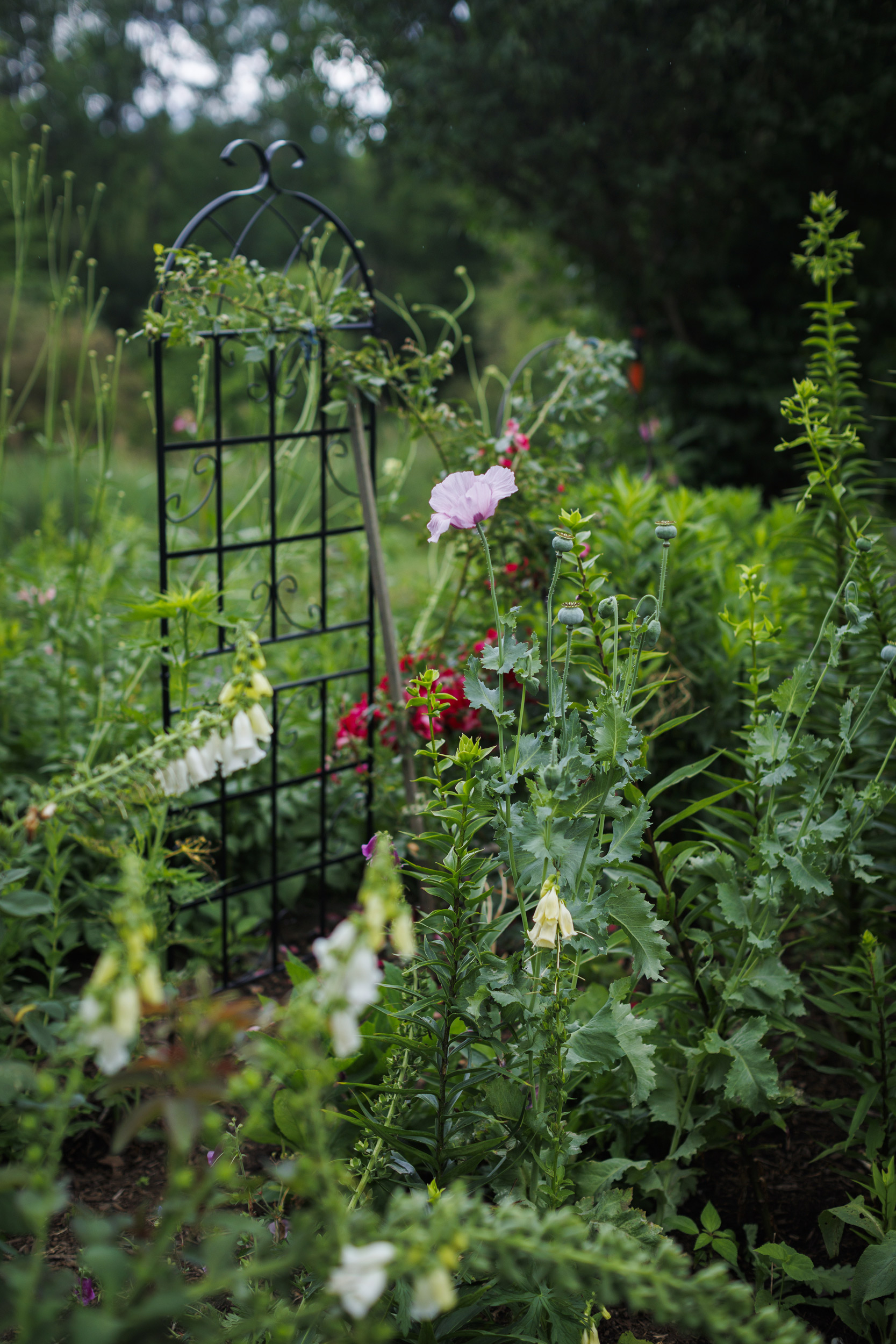 Jamaica Kincaid's home garden is pictured in North Bennington, Vermont.