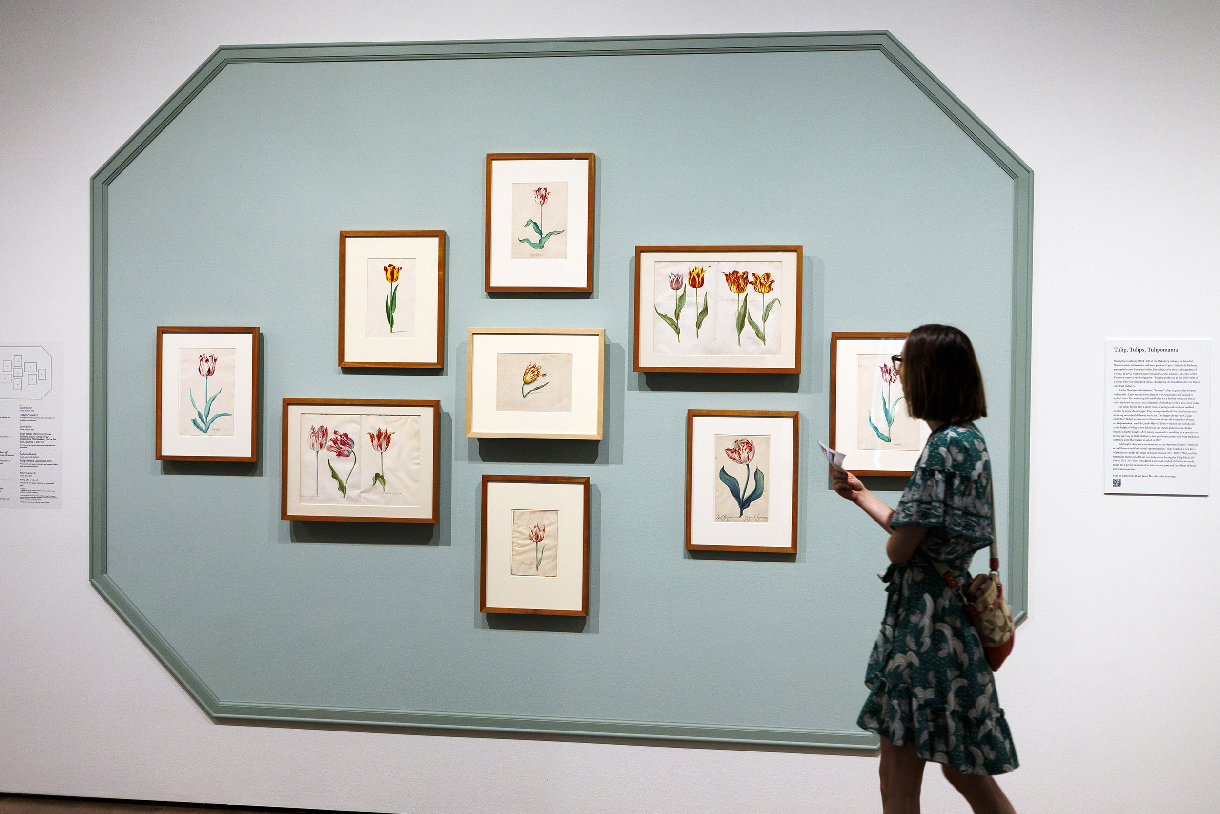 A wall of tulip drawings at Harvard Art Museums.