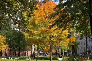 Harvard Yard filled with colorful fall foliage near the John Harvard Statue.